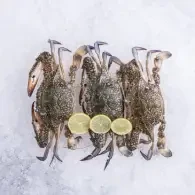 كابوريا أنثى كبيرة (1كجم)